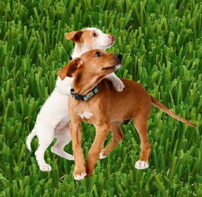 denni pet grass