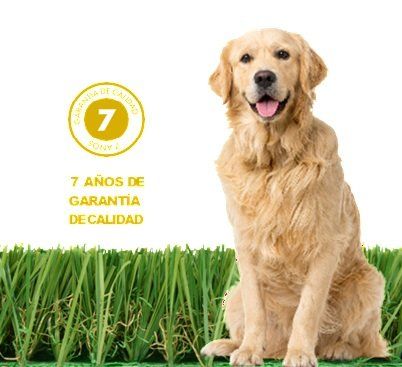 denni pet grass 1