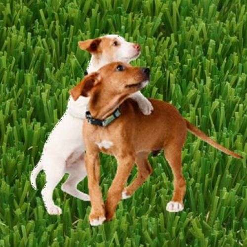 denni pet grass